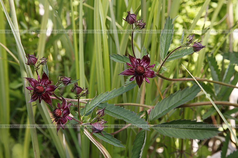 Potentilla palustris Marsh Cinquefoil