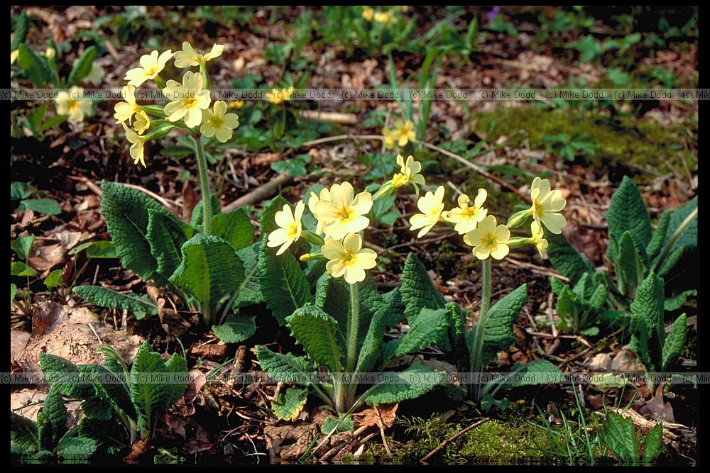 Primula elatior Oxlip