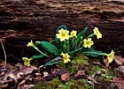 Primula vulgaris Primrose Linford wood
