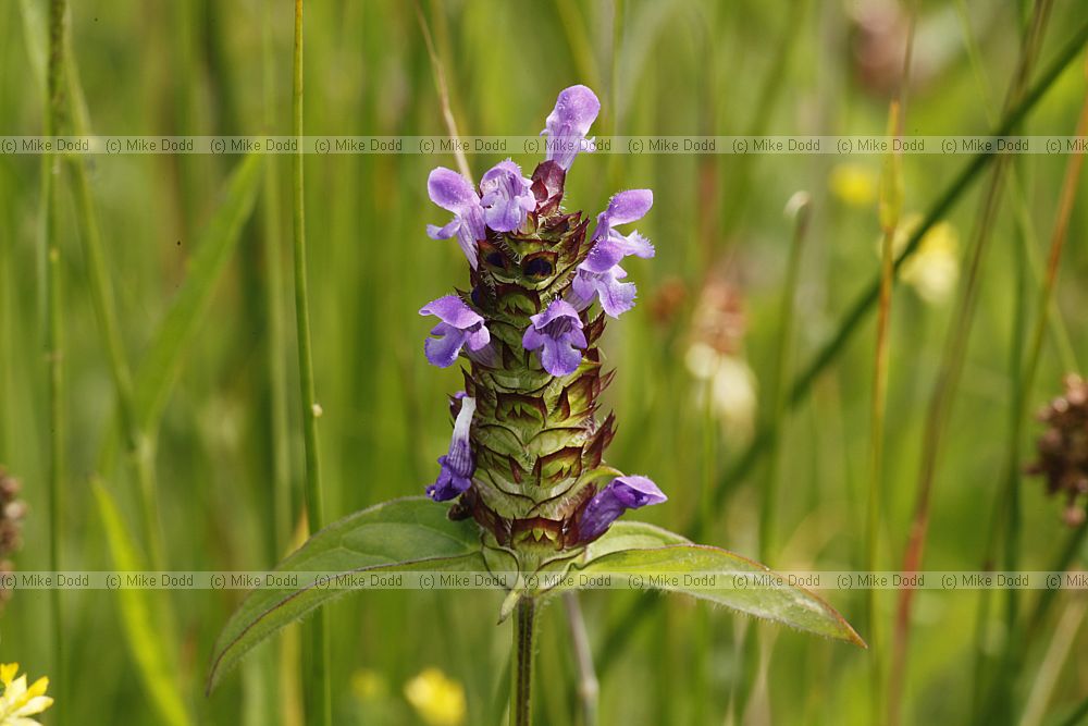 Prunella vulgaris Self-heal