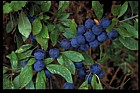 Prunus spinosa Blackthorn or Sloe
