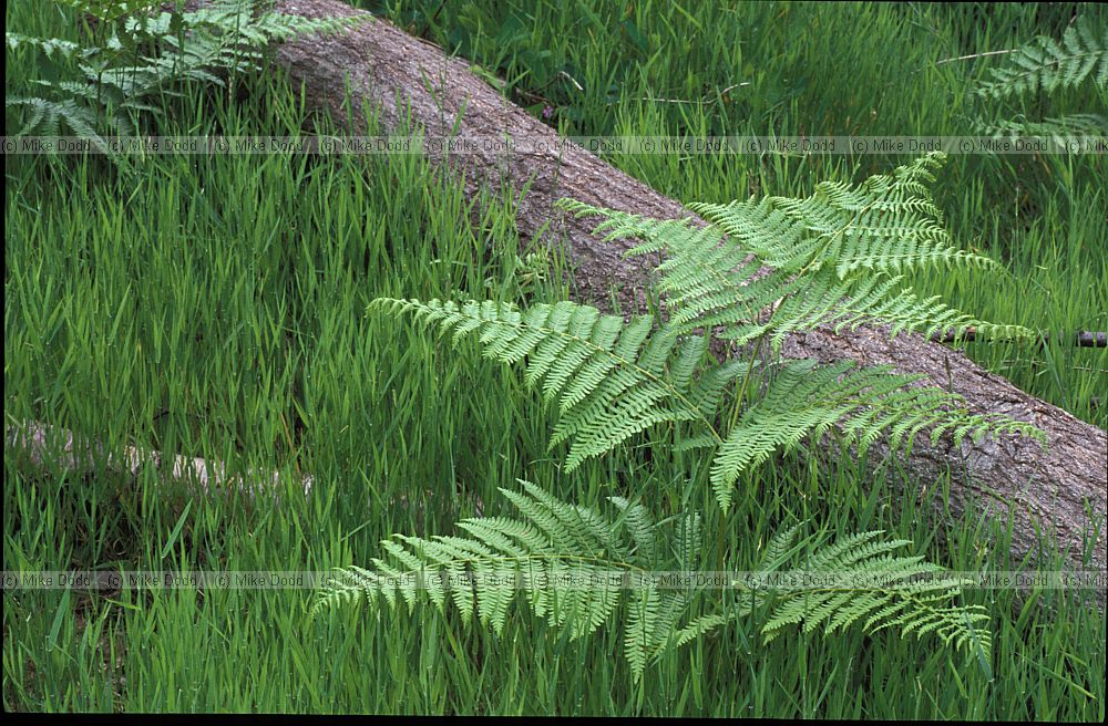 Pteridium aquilinium Bracken