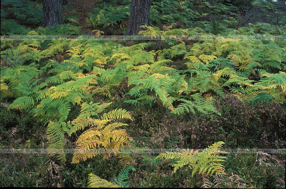 Pteridium aquilinium Bracken