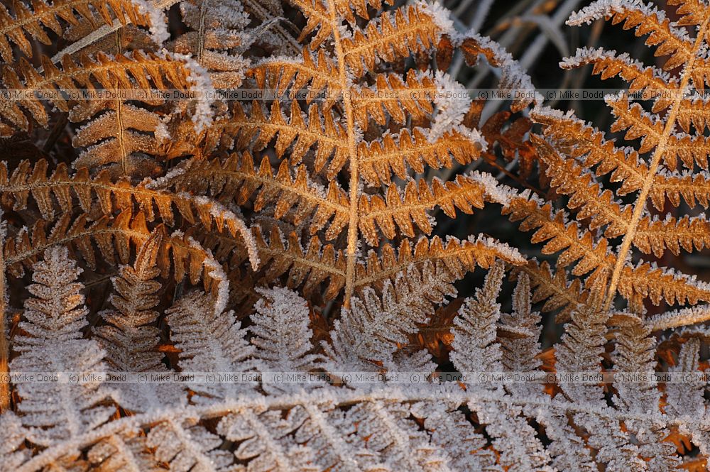 Frost on fern frond sunrise brown bracken