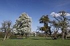 Pyrus communis pear trees in bloom