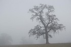 Oak trees in mist dawn