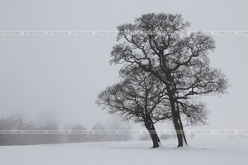 Quercus robur Oak tree in snow silhouette