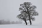 Quercus robur Oak tree in snow silhouette