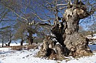 Quercus robur Oak ancient trees in snow with blue sky