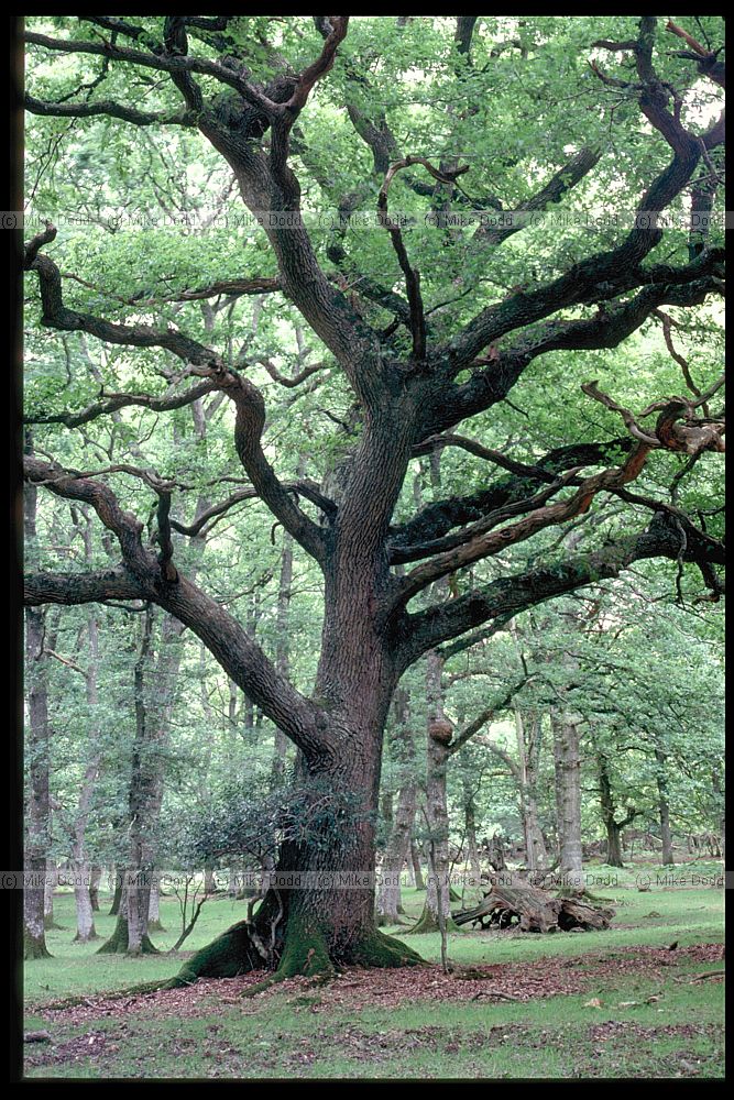 Quercus robur English Oak or Pedunculate Oak