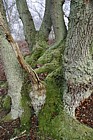 Quercus trunks with moss