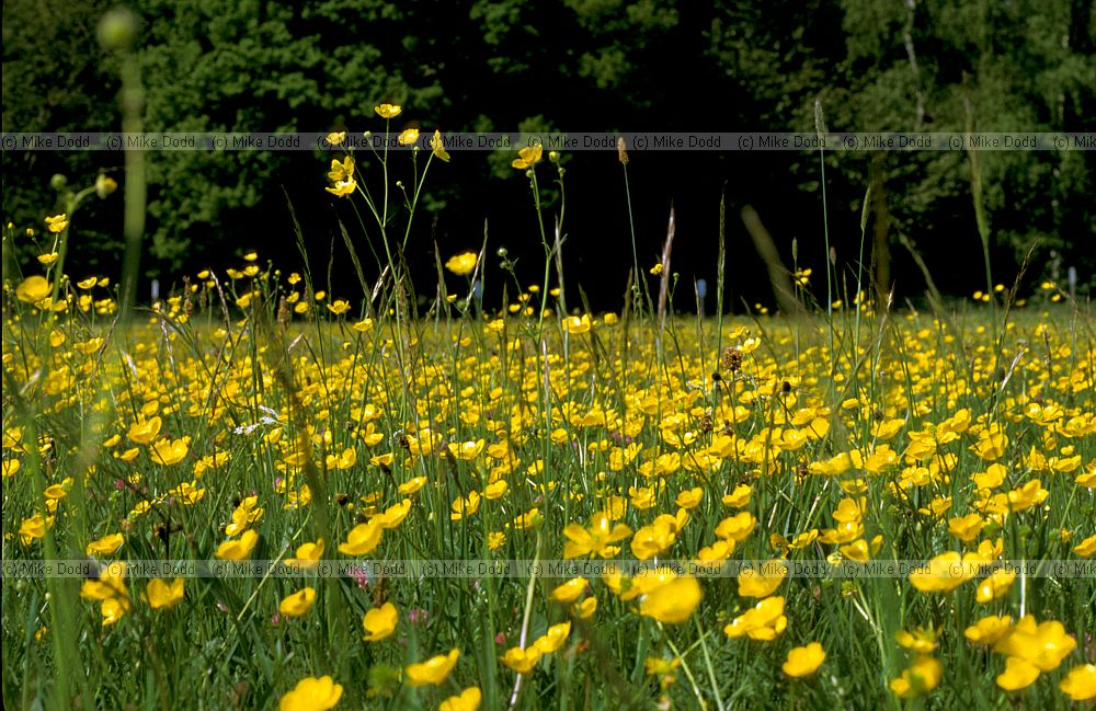 Ranunculus acris Meadow Buttercup