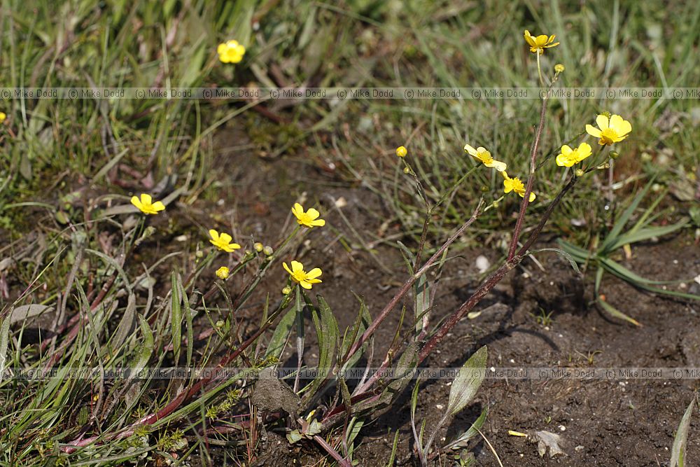 Ranunculus flammula Lesser Spearwort