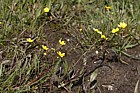 Ranunculus flammula Lesser Spearwort