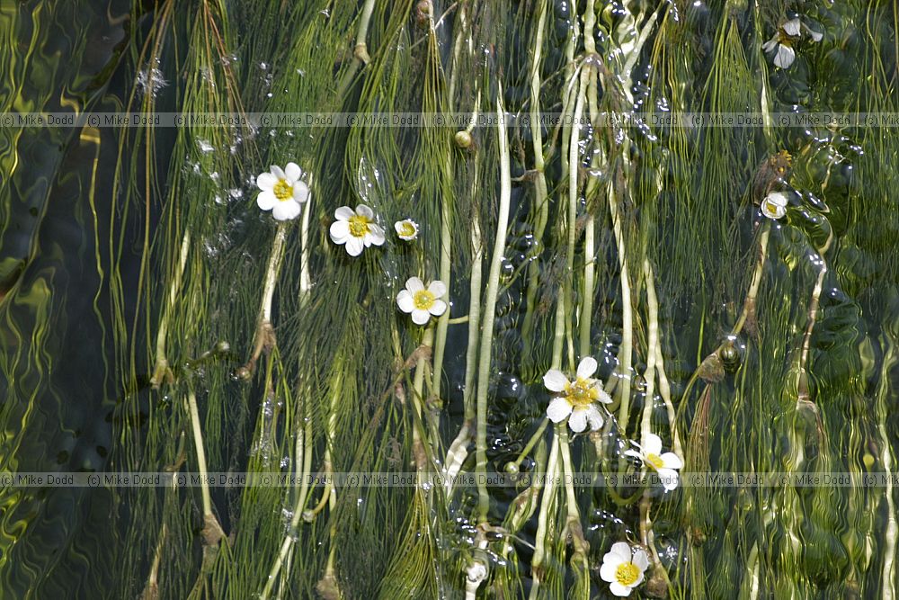 Ranunculus fluitans River Water Crowfoot