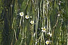 Ranunculus fluitans River Water Crowfoot