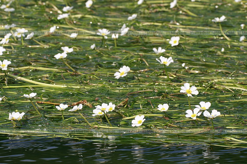 Ranunculus fluitans River Water Crowfoot