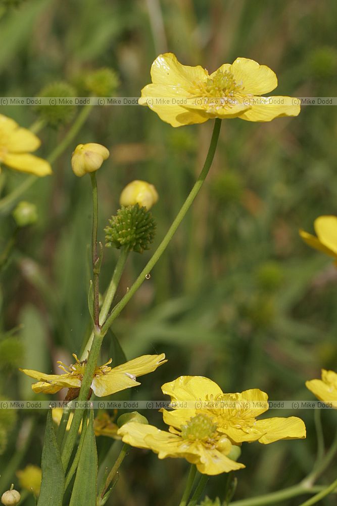 Ranunculus lingua Greater Spearwort