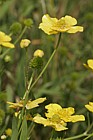 Ranunculus lingua Greater Spearwort