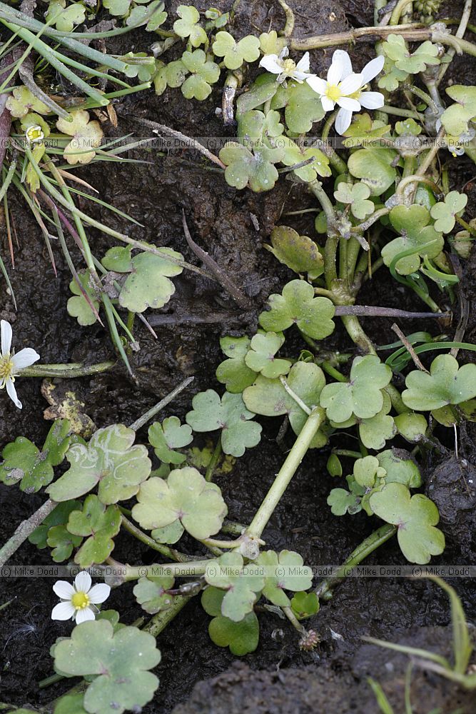 Ranunculus omiophyllus Round-leaved Crowfoot