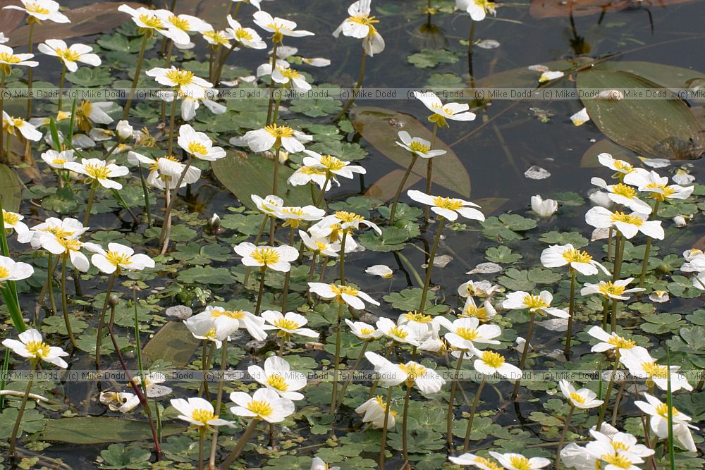 Ranunculus peltatus Pond Water Crowfoot