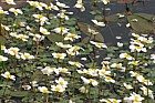Ranunculus peltatus Pond Water Crowfoot