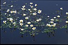 Ranunculus peltatus Pond Water Crowfoot