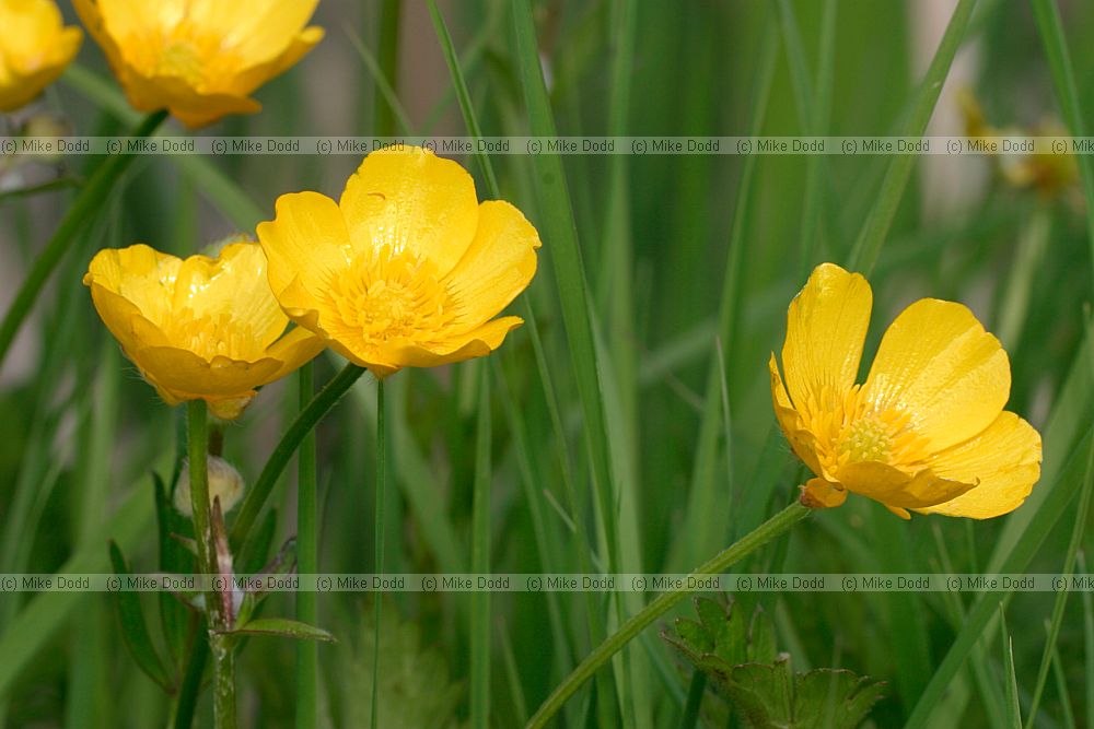 Ranunculus repens Creeping Buttercup