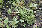 Ranunculus sceleratus Celery-leaved Buttercup