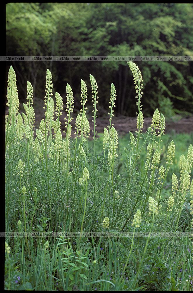 Reseda lutea Wild Mignonette