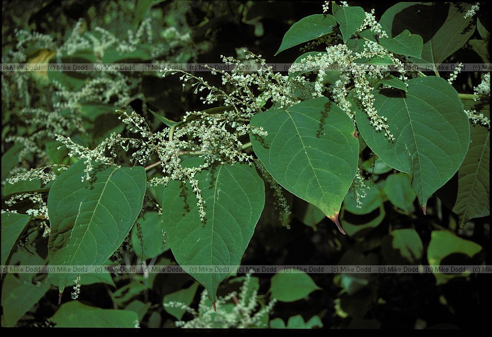 Reynoutria japonica Japanese Knotweed