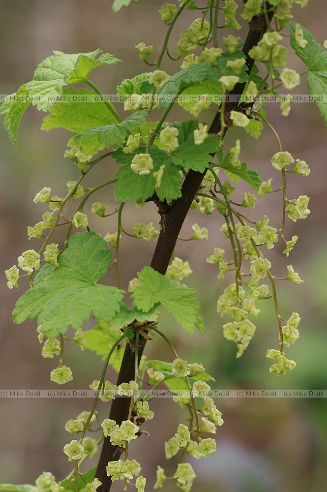 Ribes nigrum Blackcurrent