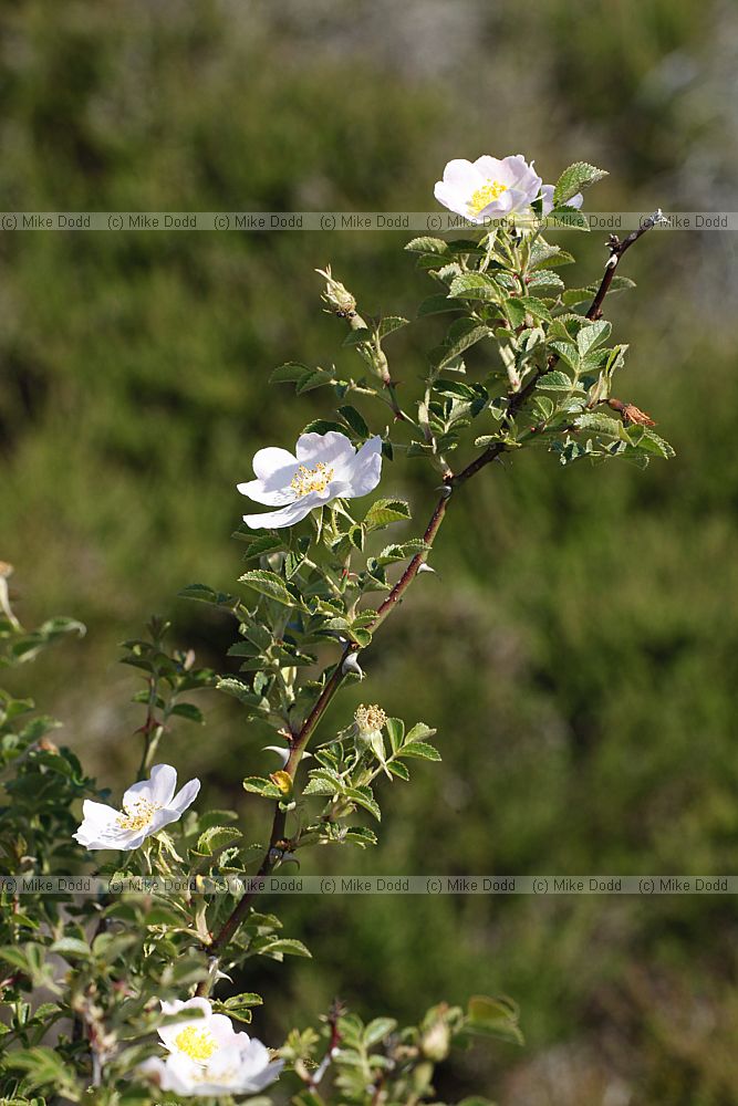 Rosa micrantha Small-flowered Sweet-briar