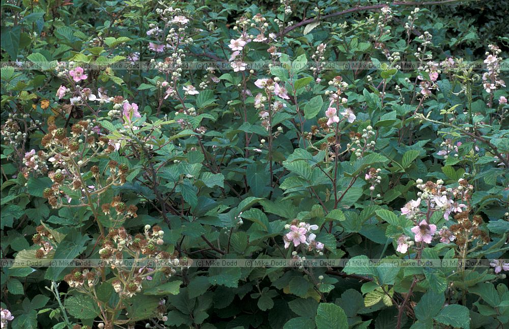 Rubus fruiticosus Bramble or Blackberry
