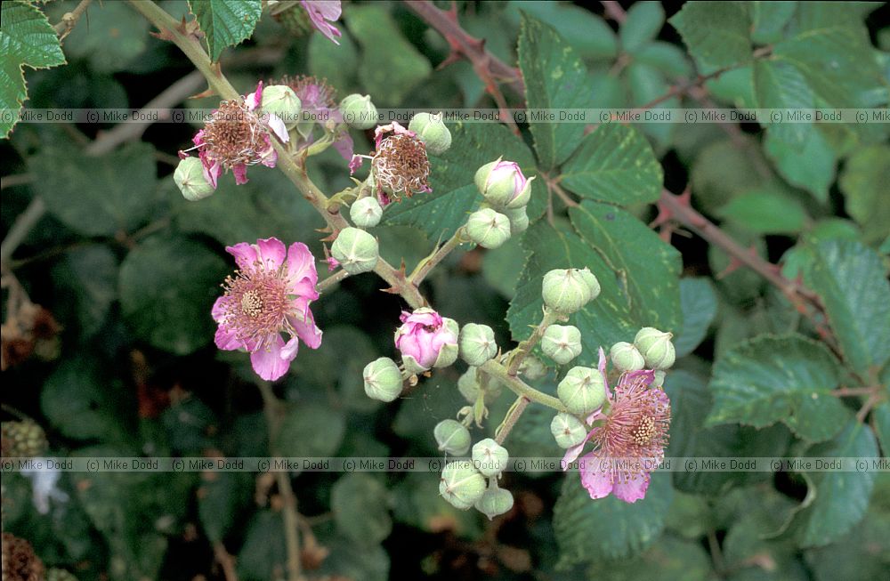 Rubus fruiticosus Bramble or Blackberry
