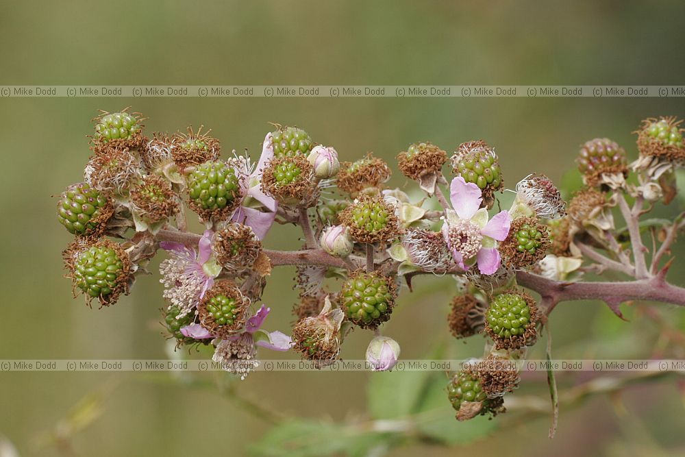 Rubus fruticosus agg Bramble