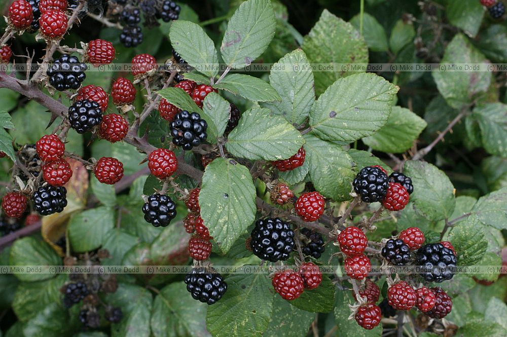 Rubus fruticosus agg. Bramble red and black berries
