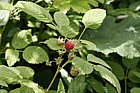 Rubus idaeus Raspberry