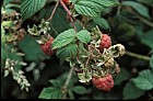 Rubus idaeus Raspberry