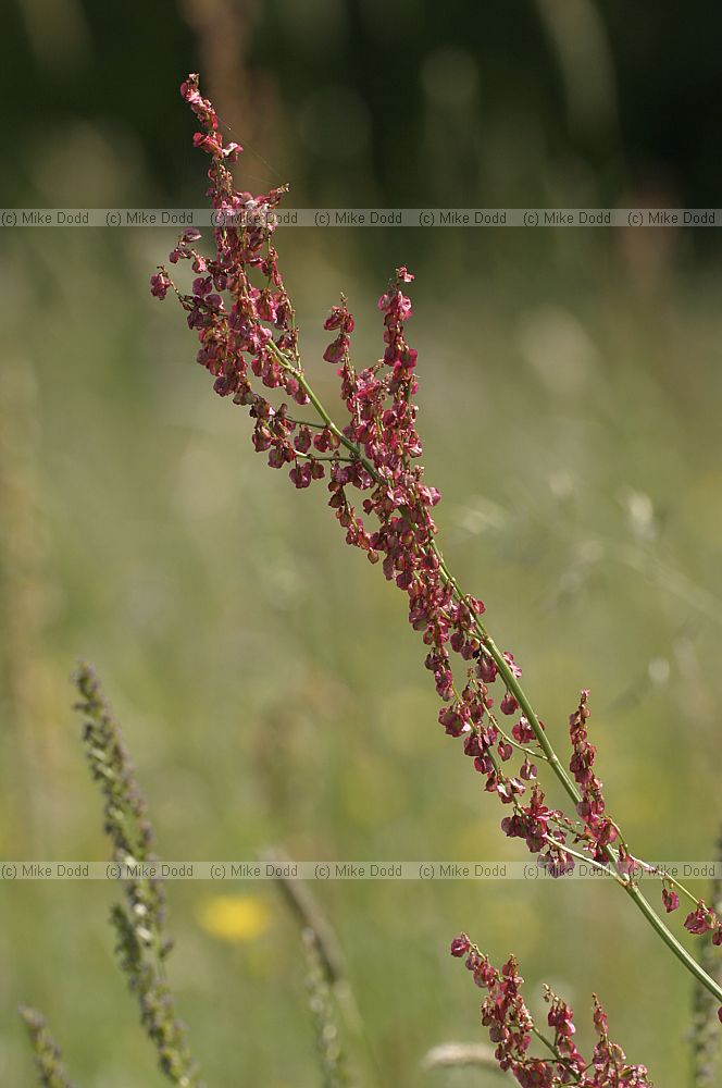 Rumex acetosa Common sorrel