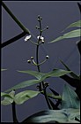 Sagittaria sagittifolia Arrow-head