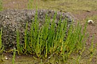 Salicornia sp. Glasswort