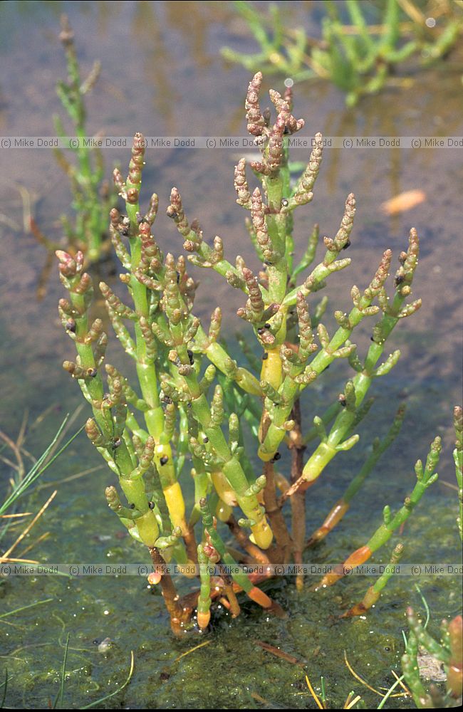 Salicornia sp. Glasswort