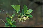 Salix sp. Sallow or Willow
