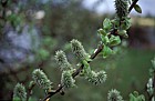 Salix sp. Sallow or Willow
