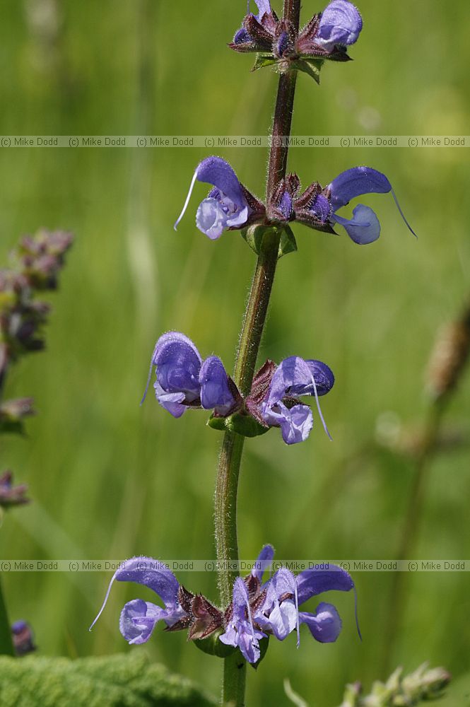 Salvia pratensis Meadow Clary