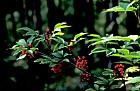 Sambucus racemosa Red-berried Elder