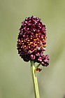 Sanguisorba officinalis Great Burnet