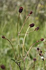 Sanguisorba officinalis Great Burnet