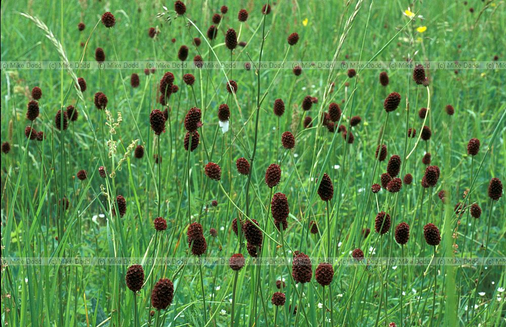 Sanguisorba officinalis Great Burnet